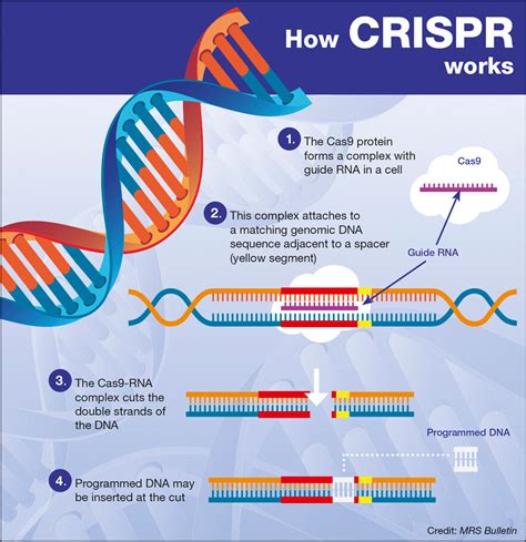 crisp significato|what does crispr stand for.